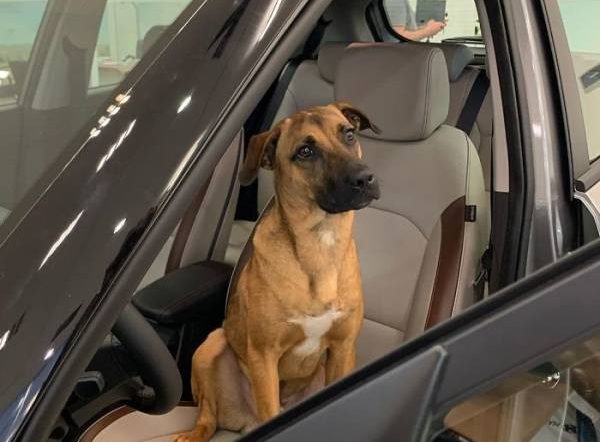 В Бразилии дружелюбную бродячую собаку взяли на работу в автосалон