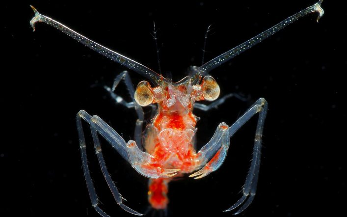 «Драгоценности в ночном море» — фотографии планктона у побережья Японии
